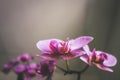 Pink Violet Orchid as background under smooth light