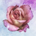 Pink violet pastel rose blossom in vintage painting style on Royalty Free Stock Photo