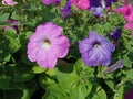 Pink and violet petunia flowers