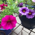 Pink and violet petunias