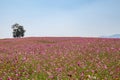 Pink or violet poppies flower field on hill and mountain and blue sky. Royalty Free Stock Photo