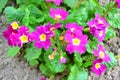 Pink primrose or primula vulgaris, flowers in growing in the garden Royalty Free Stock Photo