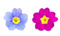 Pink and violet primroses Royalty Free Stock Photo
