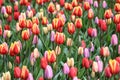 Pink, violet, red, orange tulips mixed together Royalty Free Stock Photo