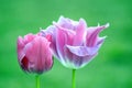 Pink Violet Tulips Tulipa Garden Planting Many Stock Photo