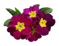 Pink-violet violets flowers, white isolated background with clipping path. Closeup. no shadows. For design.