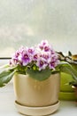 Pink violet on windowsill in golden pot