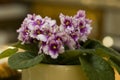 Pink violet on windowsill in golden pot