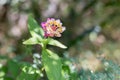 Pink, Violet and Yellow Flower Lantana Camara: Beautiful Flowering Plant