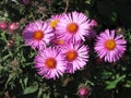 Virgin pink asters Royalty Free Stock Photo