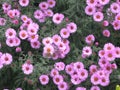 Virgin pink asters Royalty Free Stock Photo