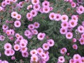 Virgin pink asters Royalty Free Stock Photo