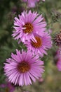 Virgin pink asters Royalty Free Stock Photo