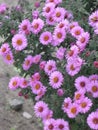 Virgin pink asters Royalty Free Stock Photo