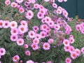 Virgin pink asters Royalty Free Stock Photo