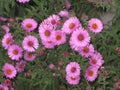 Virgin pink asters Royalty Free Stock Photo