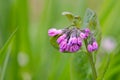 Pink Virginia bluebells buds cluster in early spring Royalty Free Stock Photo