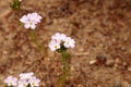 Pink Virginia spring beauty flower, Claytonia virginica Royalty Free Stock Photo