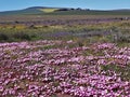 Mixed wildflowers, Western Cape, South Africa
