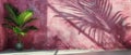 Pink Wall With Palm Tree in Pot and Sunbeams in Empty Room Royalty Free Stock Photo