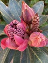 Pink Waratah Flowers