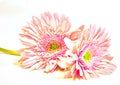 Pink Washed Gerber Daisies