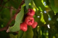 Pink water apple on tree