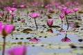 Pink water lili blooming in marshland. Hong Kong.