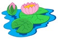 Pink water lilies