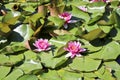 Pink water lilies bloom in a forest pond. Lotus aquatic plant, beautiful flowers, natural background.