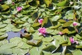 Pink water lilies bloom in a forest pond. Lotus aquatic plant, beautiful flowers, natural background.
