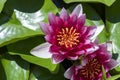 Pink water lilies blooming on calm lake. Lotus flower on the surface of water. Royalty Free Stock Photo