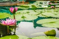 Pink water lilies blooming at lake surface Royalty Free Stock Photo