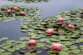 Pink water lilies blooming