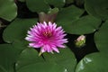 pink water lilies blooming in the pond Royalty Free Stock Photo