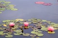 Pink water lilies blooming Royalty Free Stock Photo