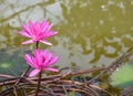 Pink lotus blooming in water Thai garden beauty nature Royalty Free Stock Photo