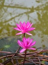 Pink lotus blooming in water Thai garden beauty nature Royalty Free Stock Photo