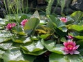 Pink water lilies in the botanical gardens of Tartu University, Tartu, Tartu maakond, Estonia, July 2021 Royalty Free Stock Photo