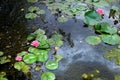 Reflections on Water Lilly Pond Royalty Free Stock Photo