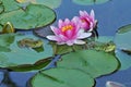 Pink Water Lilies and Green Frogs