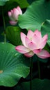 Pink water lilies and green leaves with Drops of water, dew, rain. Flowering flowers, a symbol of spring, new life Royalty Free Stock Photo