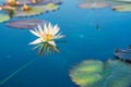 Pink Water lilies with green pads Royalty Free Stock Photo