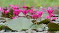 Pink Water Lilies Lake in the morning, Red pink water lilie, Red pink lotous