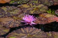 Pink Water Lilies and Lily pads in a pond Royalty Free Stock Photo