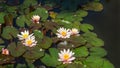 Pink water lilies or lotus flowers Marliacea Rosea in garden pond. Beautiful Nympheas with water drops after rain Royalty Free Stock Photo