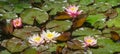 Pink water lilies or lotus flowers Marliacea Rosea in garden pond. Beautiful Nympheas with water drops after rain.