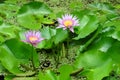 Pink water lilies at Moir Gardens, Kauai, Hawaii