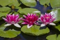 Pink Water lilies nymphea - Aquatic vegetation Royalty Free Stock Photo