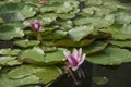 Pink water lilies in the pond. Green frog hiding under the lily leaf. Royalty Free Stock Photo